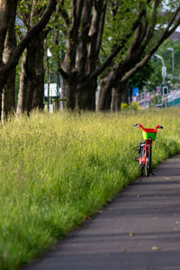 Empty road amidst trees on field