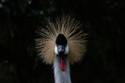Close-up portrait of a crown bird