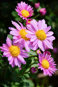 Close-up of pink flowering plants