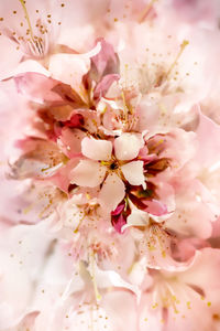 Close-up of pink cherry blossom