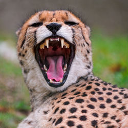 Cheetah on the plains of serengeti national park in tanzania