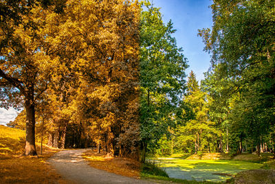 View of empty road along trees