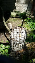 Close-up portrait of owl