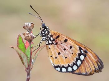 Close-up of butterfly perching on plant