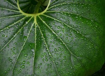 Full frame shot of raindrops on leaf