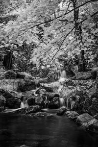 Stream flowing through rocks in forest