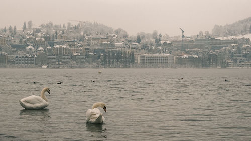 View of birds in lake