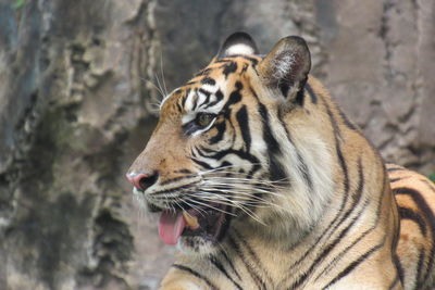 Close-up of a cat looking away