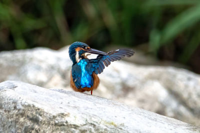 Close-up of bird perching on rock