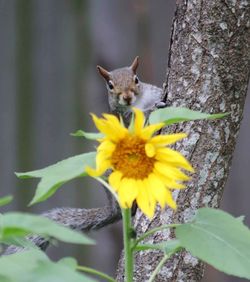 Squirrel on a flower