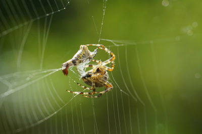 Close-up of spider on web