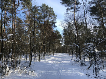 Trees on snow covered field against sky