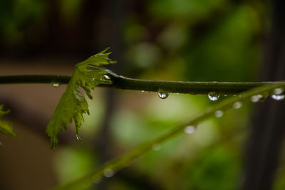 Close-up of wet plant during rainy season