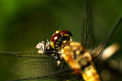 Close-up of spider