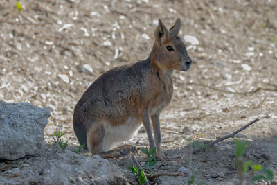 Squirrel standing on land