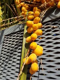 High angle view of yellow fruits on plant