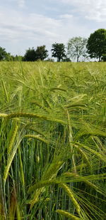 High angle view of stalks in field against sky