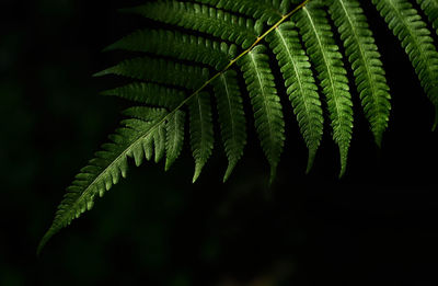 Close-up of fern leaves