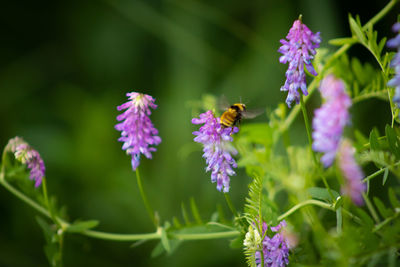 Bee pollinating on purple flowering plant