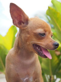 Close-up of a dog looking away