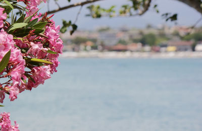 Close-up of pink cherry blossom by sea