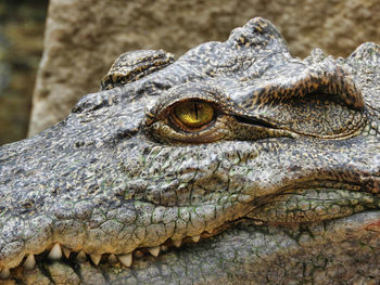 Close-up of a lizard