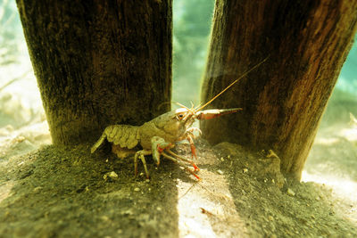 Close-up of insect on tree trunk