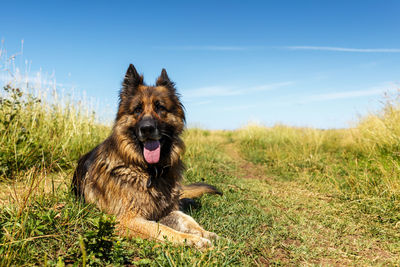 Dog in a field