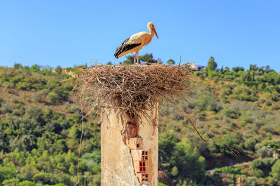 Bird perching on wooden post against sky