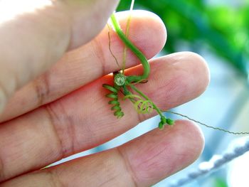 Close-up of hand holding insect on leaf