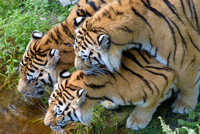 High angle view of tigers by stream on field