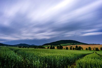 Scenic view of agricultural field against sky