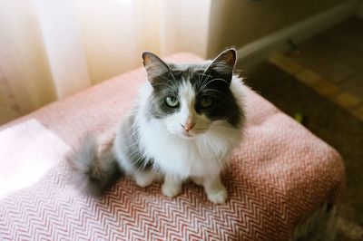 Portrait of cat relaxing at home