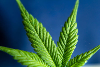 Close-up of plant against blue background