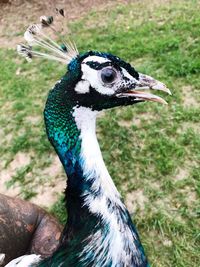 Close-up of a peacock