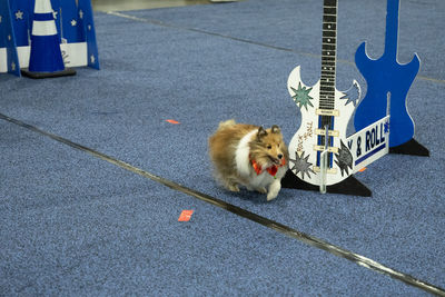 Dog is running and performing tricks at a dog show