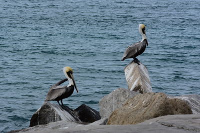 Pelicans perching on rock by sea