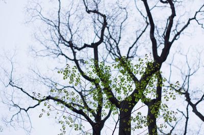 Low angle view of bare trees against sky