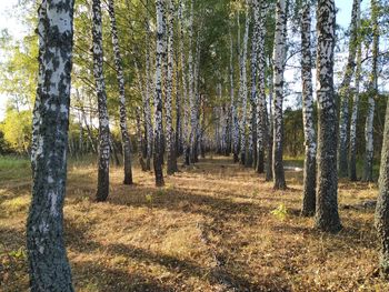 Trees in forest