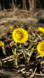Yellow flower blooming outdoors