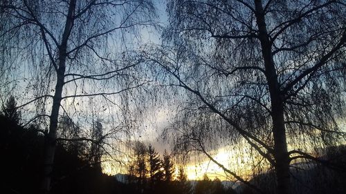 Low angle view of silhouette trees against sky during sunset