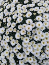 Full frame shot of white flowering plants