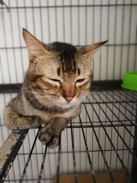 Close-up of a cat sitting on metal