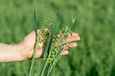 Ears of ripe oats in a woman's hand. fertility concept