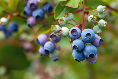 Close-up of berries growing on tree