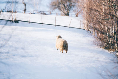 Dog on snow covered landscape