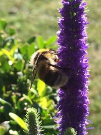 Close-up of bee pollinating on flower