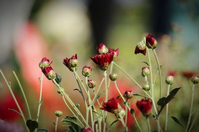 Close-up of red flowering plant