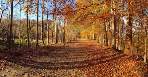 Footpath passing through forest