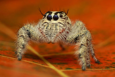 Close-up of spider